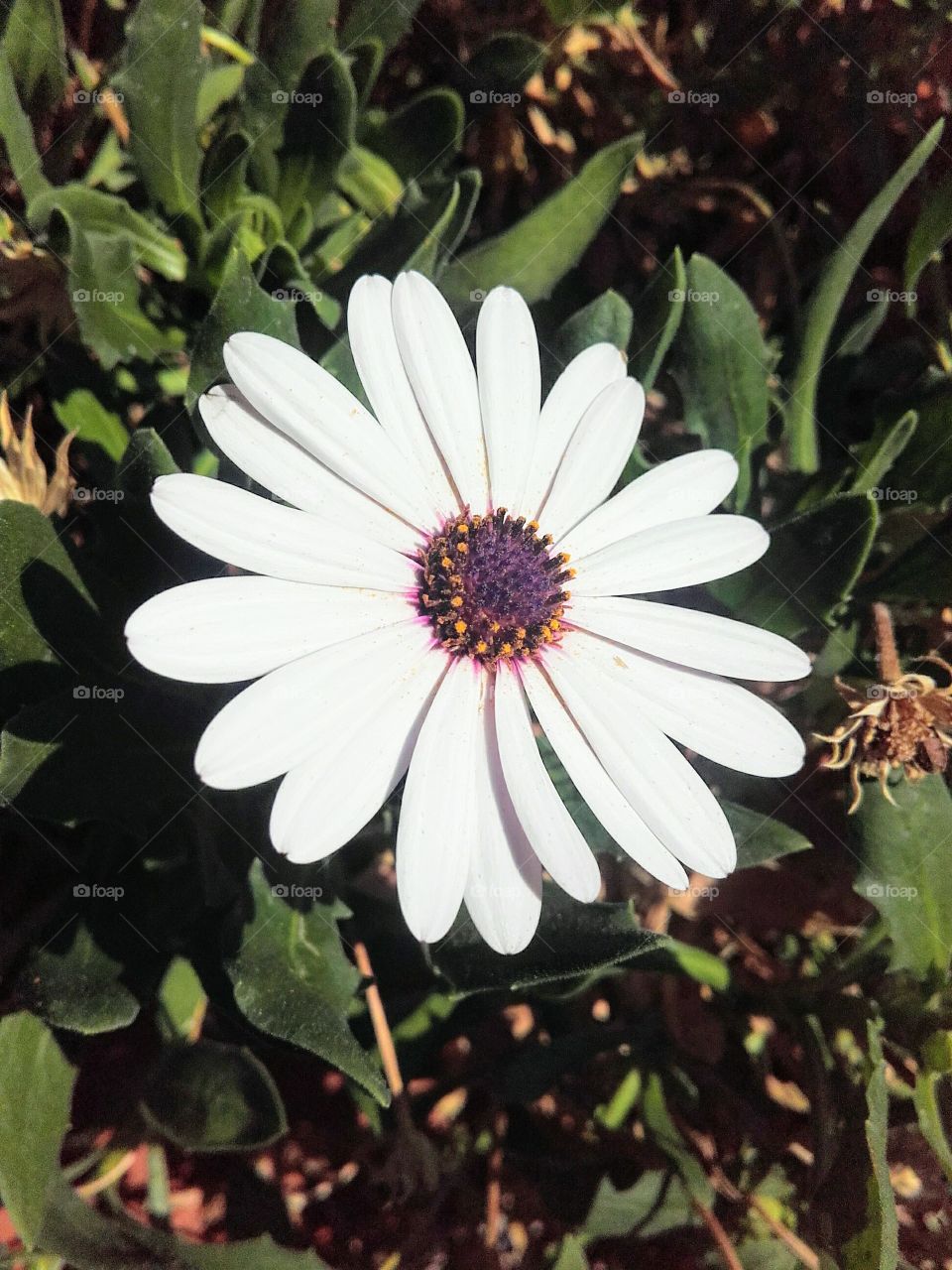 White flower head