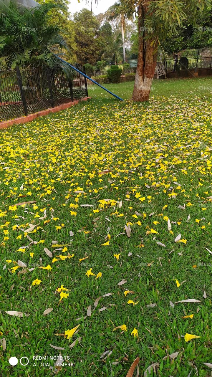 A day at Ambazari Garden