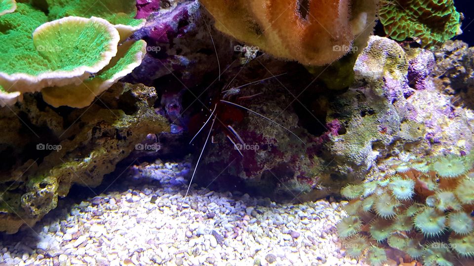 Musée Océanographique de Monaco