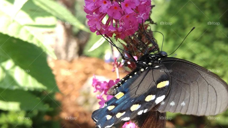 Black and blue butterfly with white and yellow spots on a pink cluster of flowers.