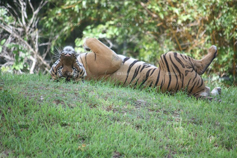Playful tiger