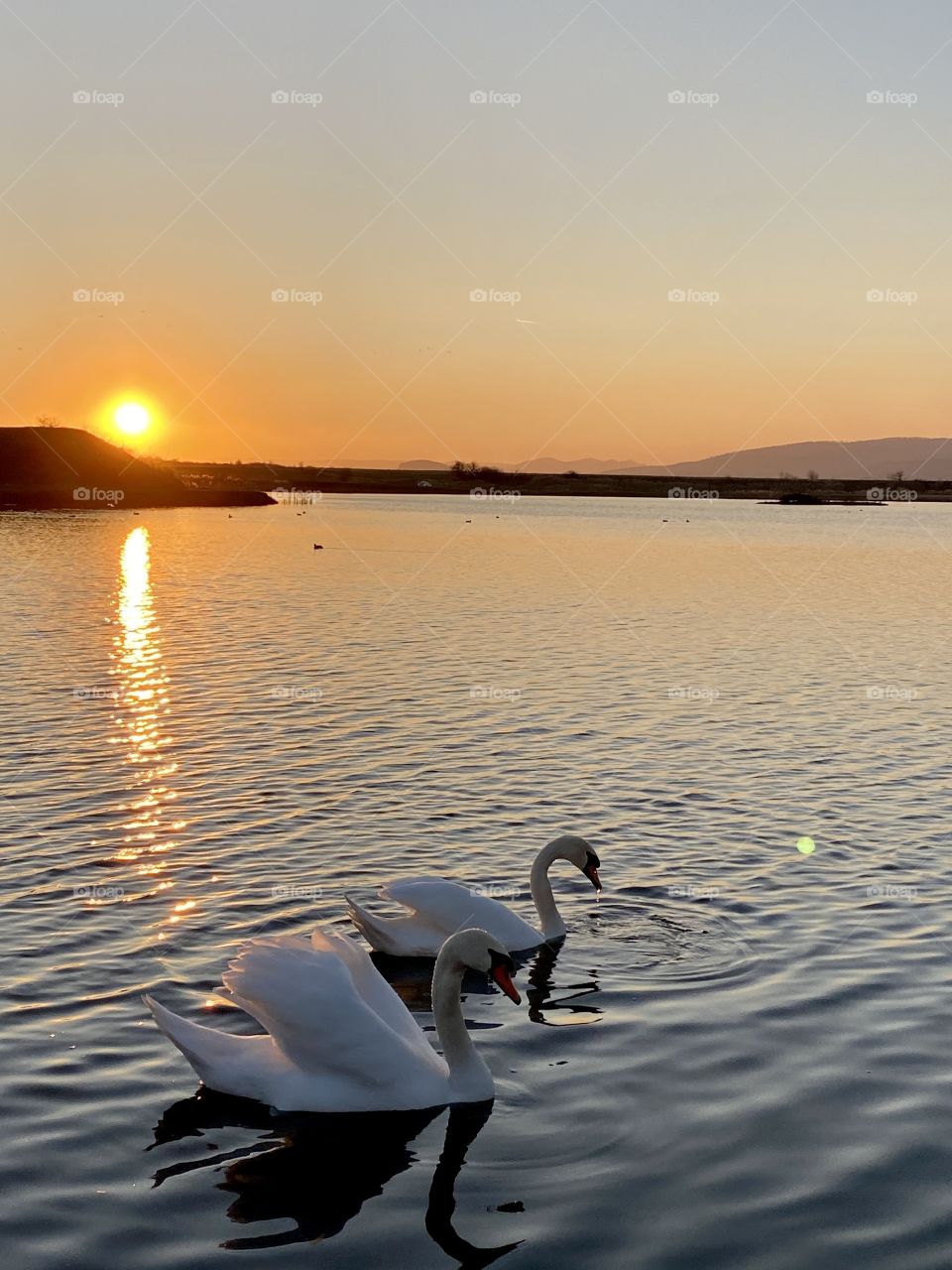 “Birds have always had the ability to bring me out of a dark space and provide relief in bad times” Jason Ward 