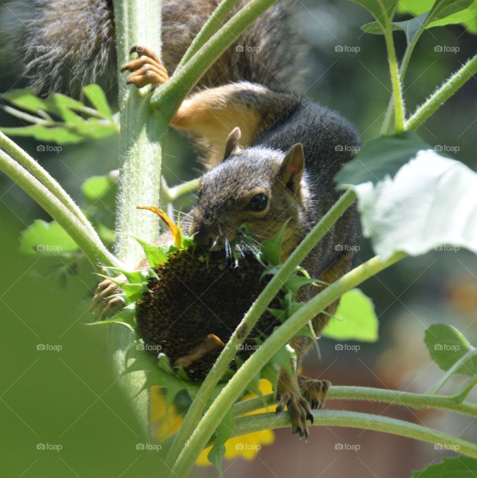 Squirrel eating sunflower