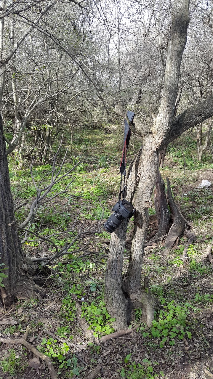 Photo machine hanging on a branch