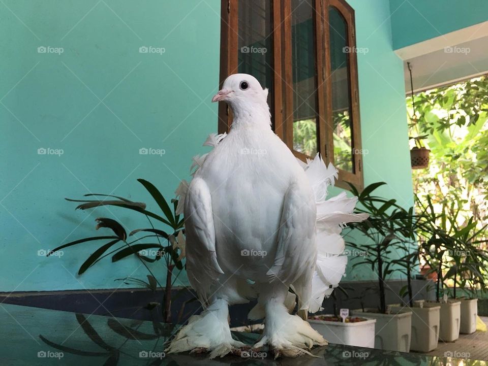 Pigeon 