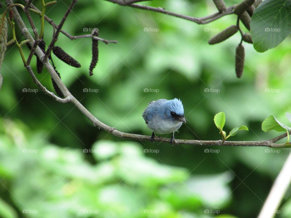 blue bird