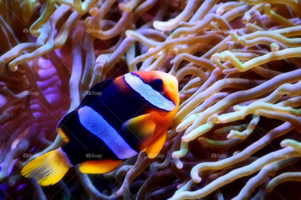 Clowning Around. A visit to a Living Aquarium offers a glimpse into a life most often not seen. This uniquely colored Clown fish can be observed in its natural habitat that few sea creatures can endure.