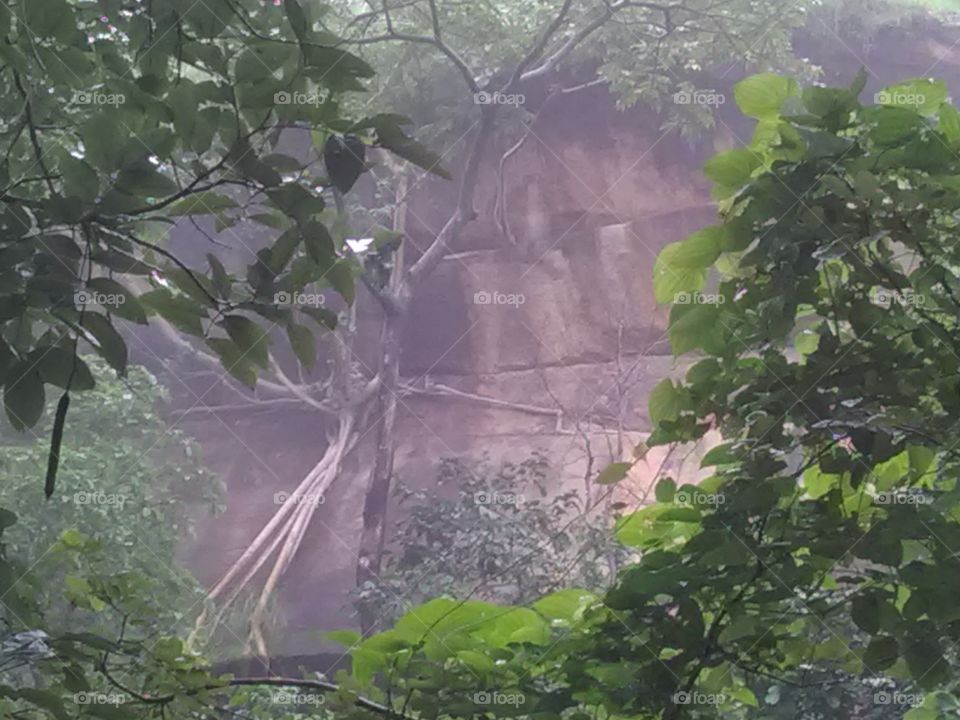 Hill stand on rapur vilege