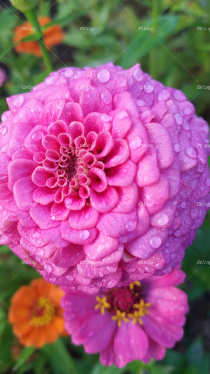 Lasting Pink
