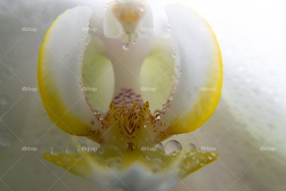 Orchid flowers with water drops. Slovakia