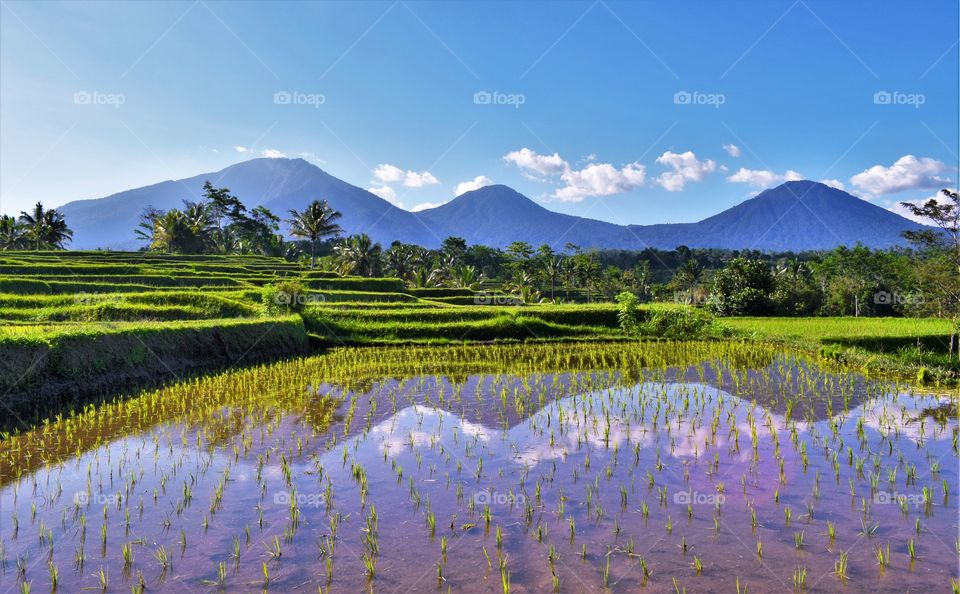 Rice Fields