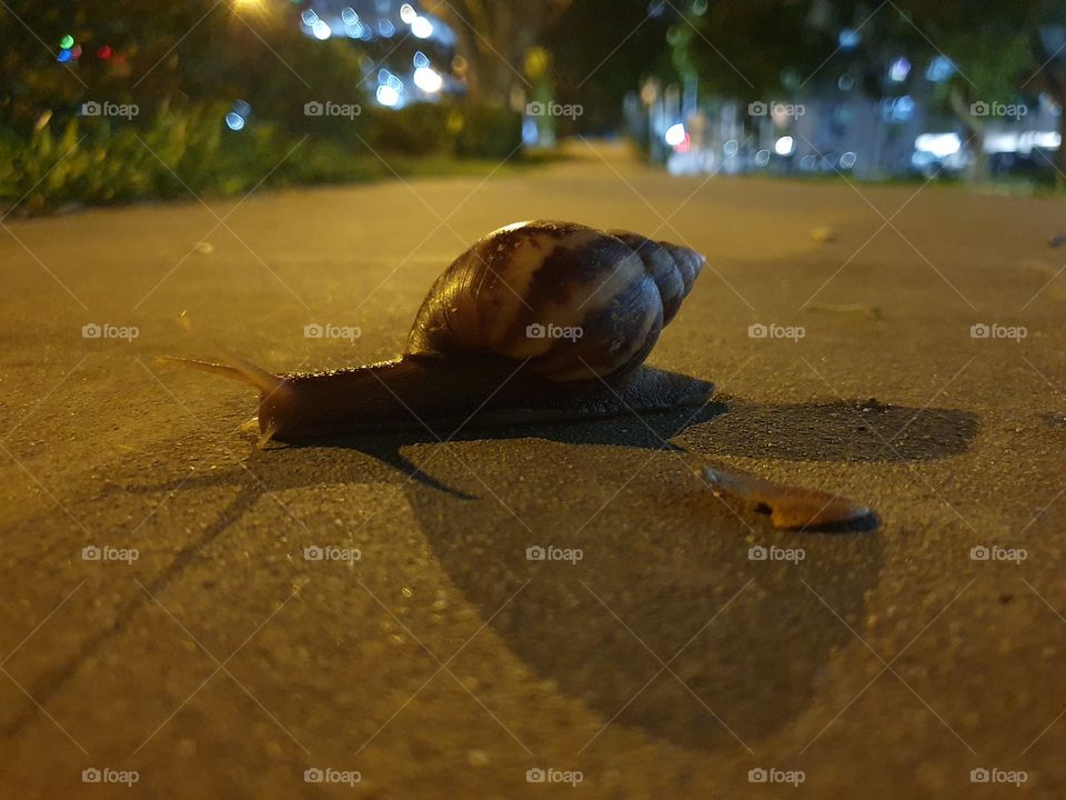 snail on the path