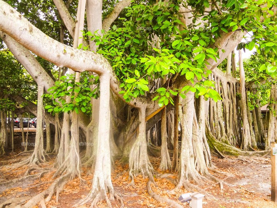 Banyan tree