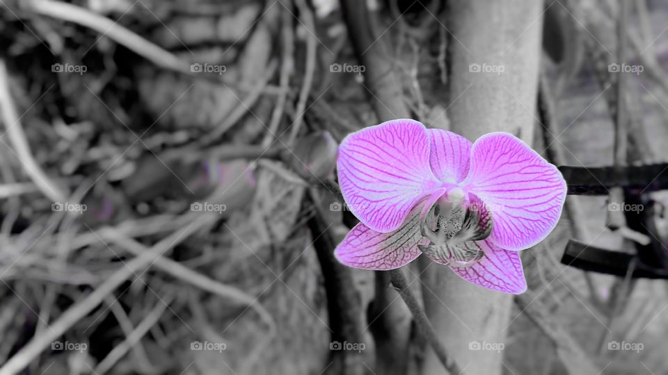 Preto e branco. Detalhe púrpura.
