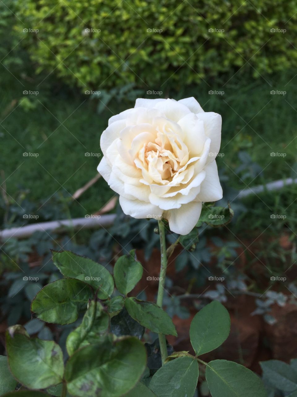 White rose single 