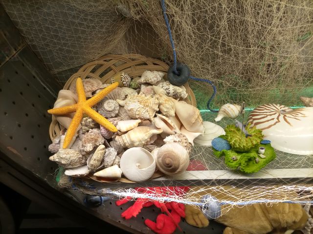 seashells
