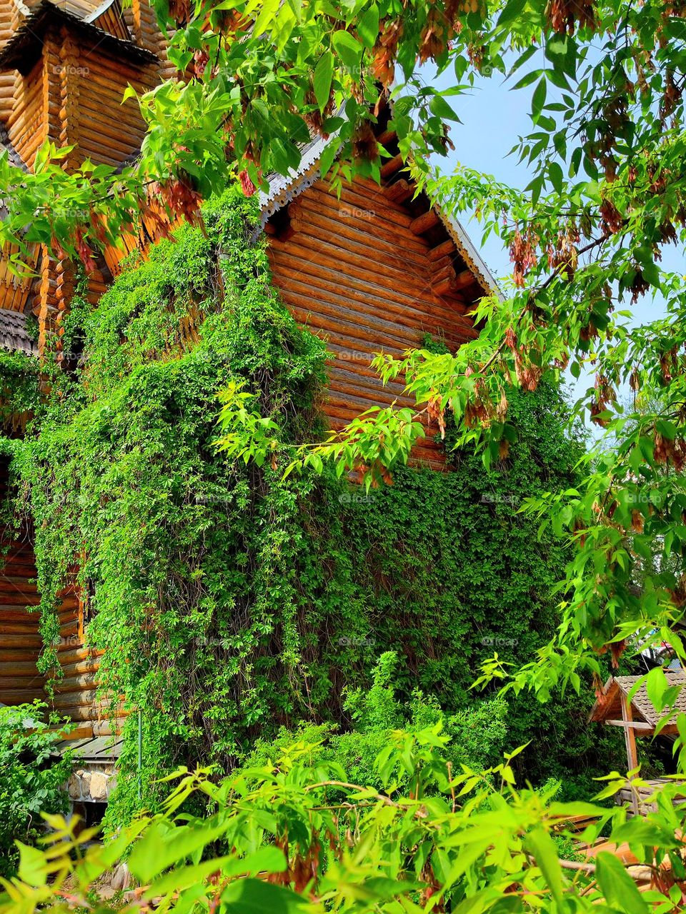 The wall of a wooden house is covered with green ivy. Organic combination of nature and human: green plant, blue sky and wooden house