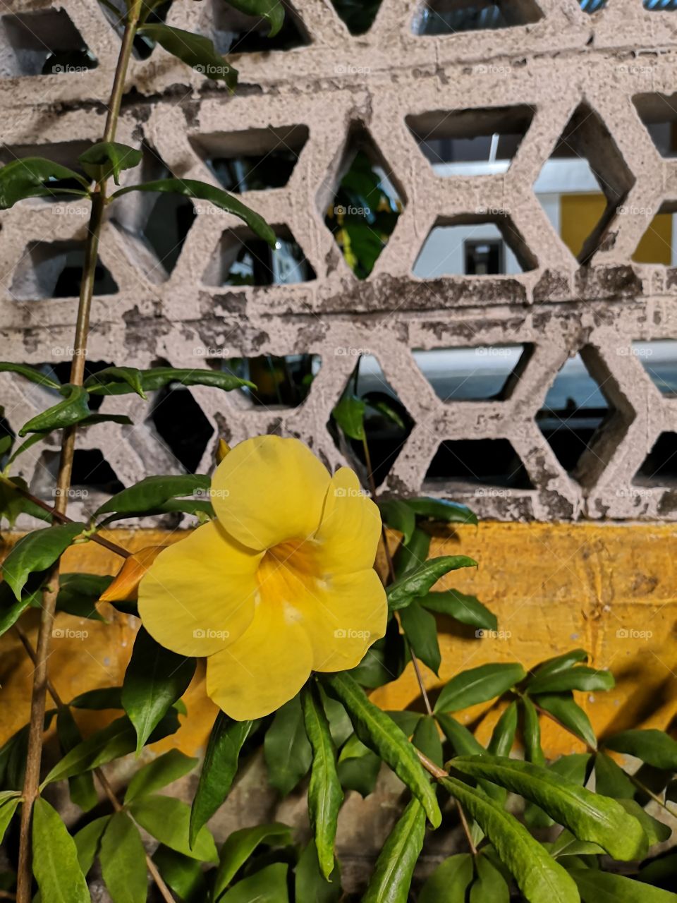 Yellow Flowers on the Overpass