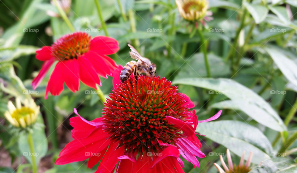 Honeybee pollinating red flower