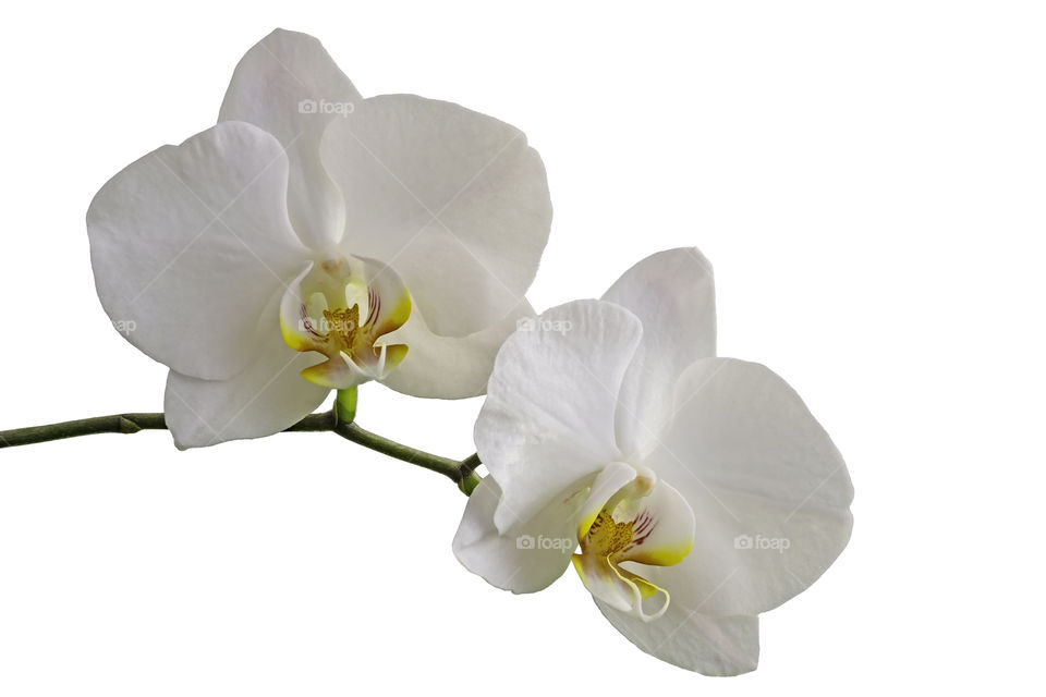 Flowers of white orchids on white background