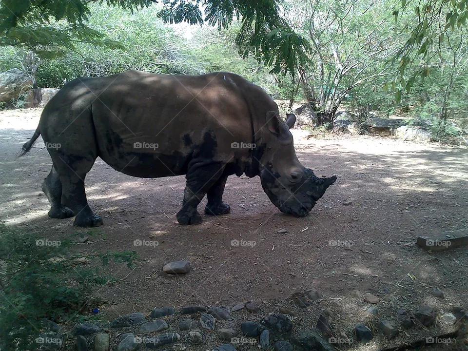 Zoological