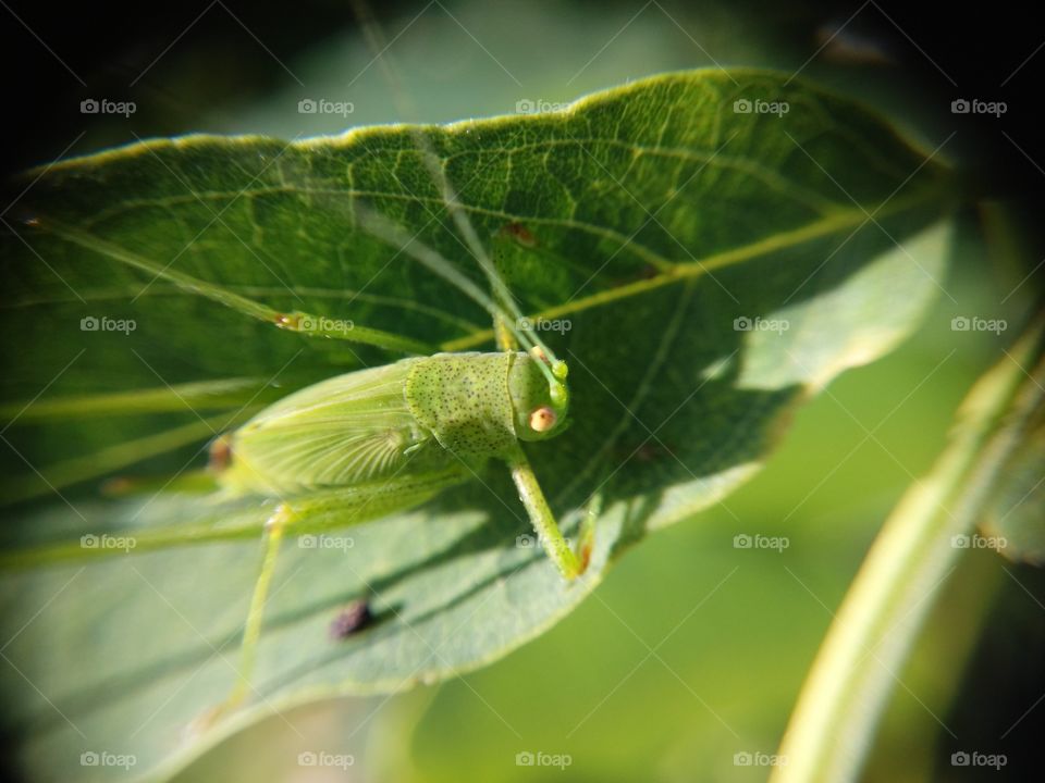 Picture taken with my smartphone and macro lens.