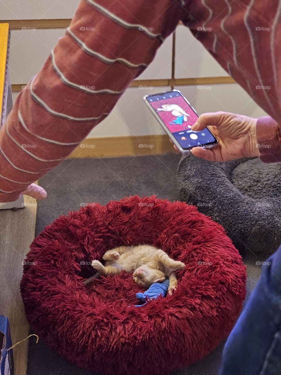 "unforgettable kitten moments" orange kitten in funny sleeping position being filmed and photographed as to freeze cuteness in time forever.