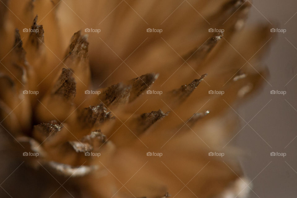 Close up of dried flower