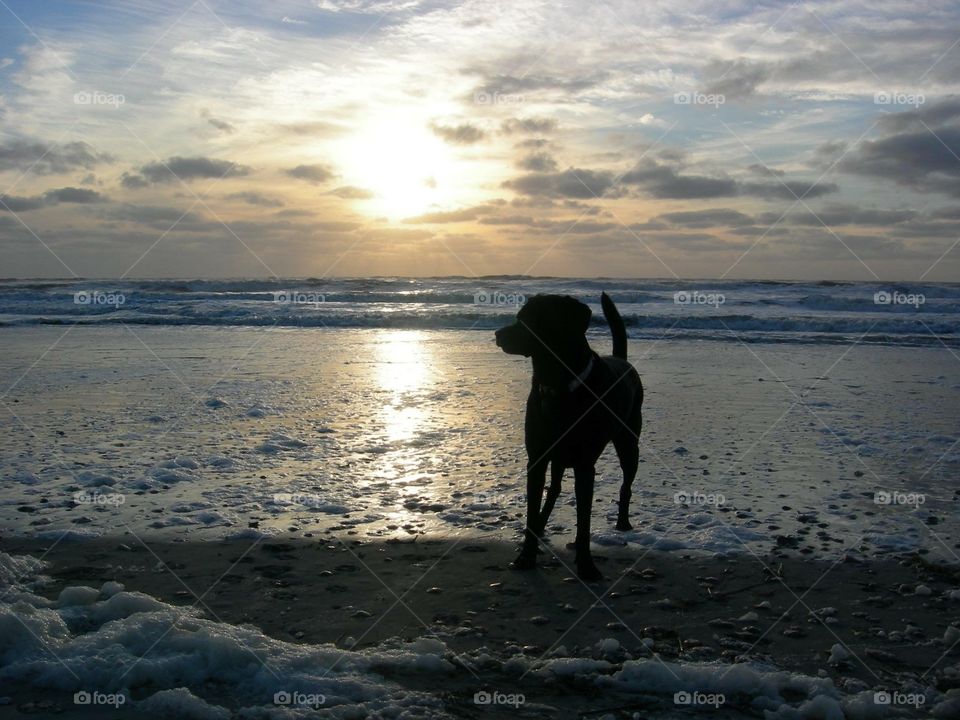Walking on the beach early in the morning with man's best friend, your best friend, and no leash!