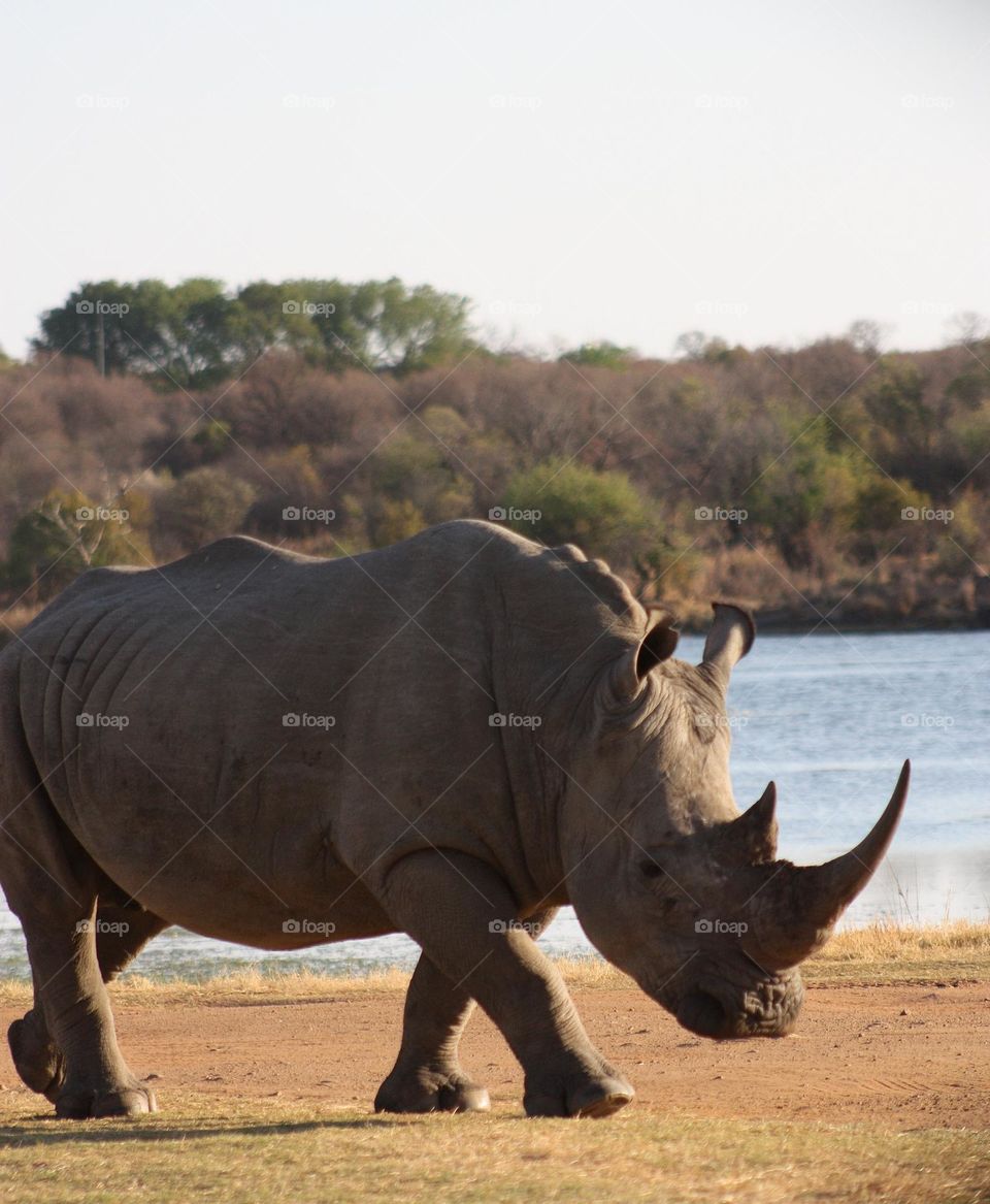 White Rhino late afternoon