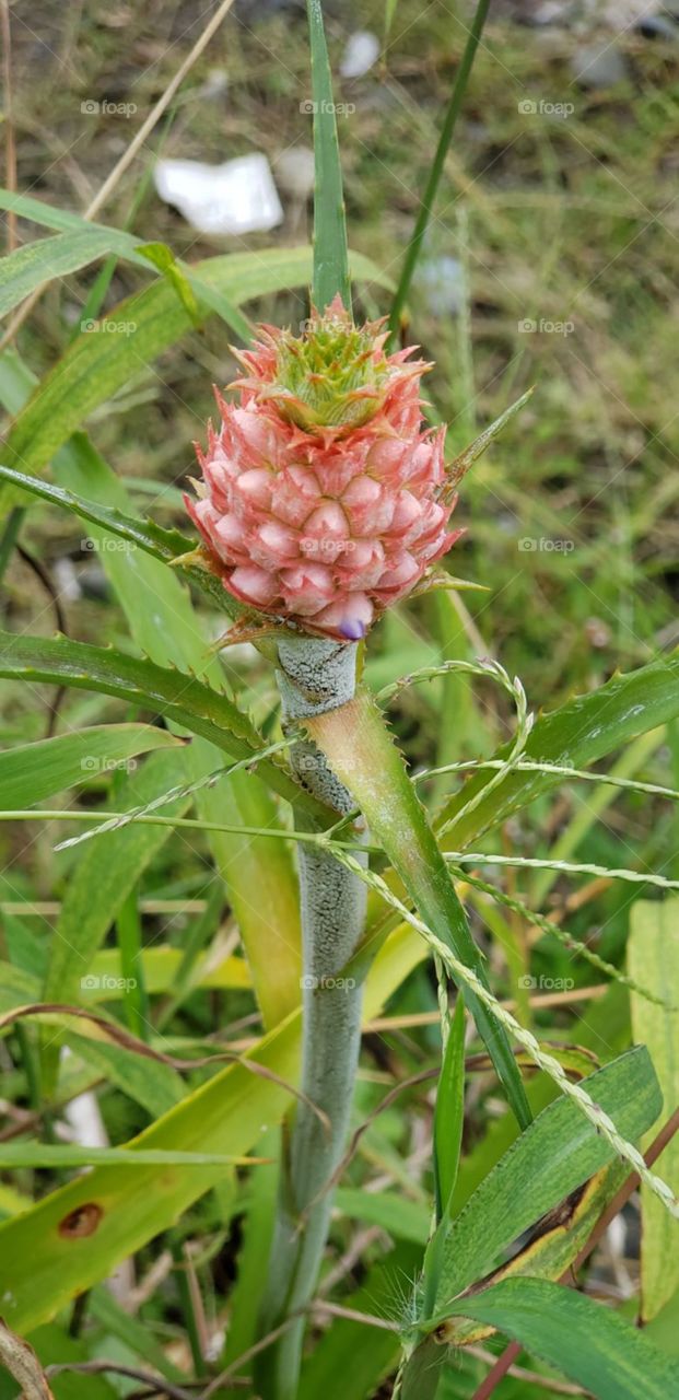 Costa Rican pineapple