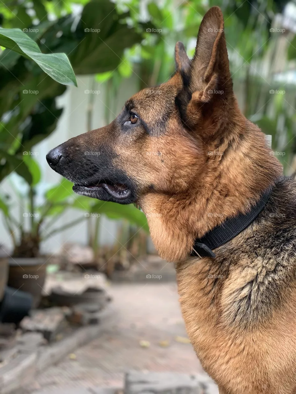 My handsome german shepherd boy 2