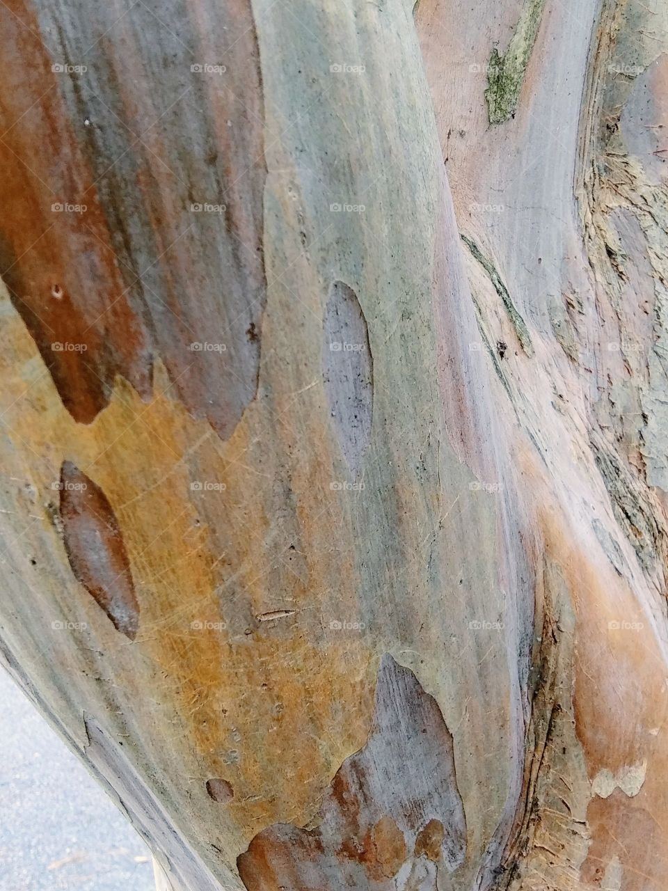 trunk of a myrtle tree