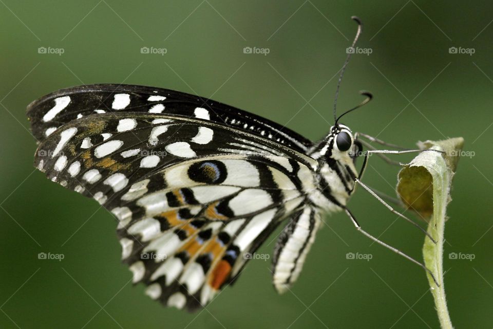Butterfly Insect Lycaenid