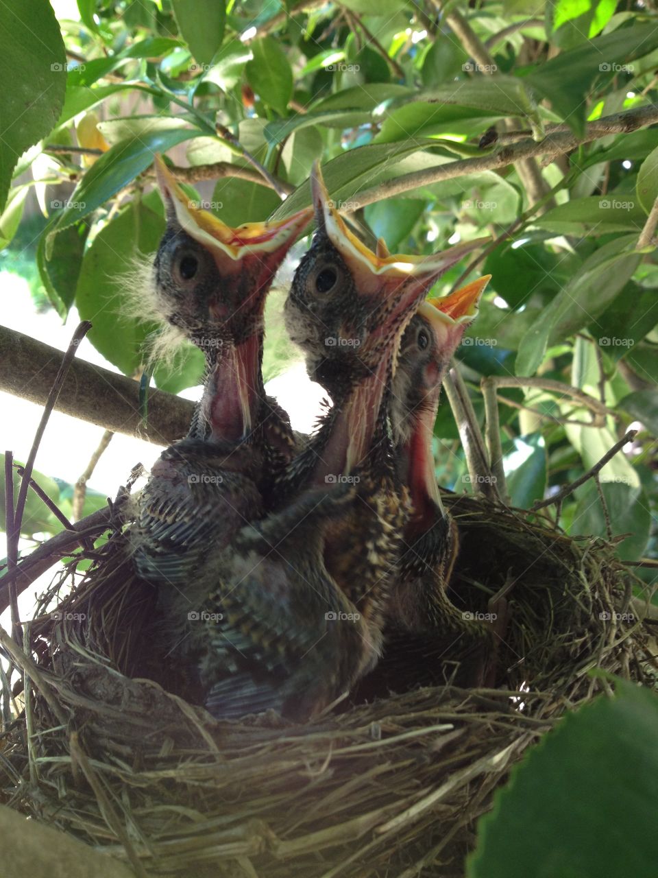 Baby birds waiting for food