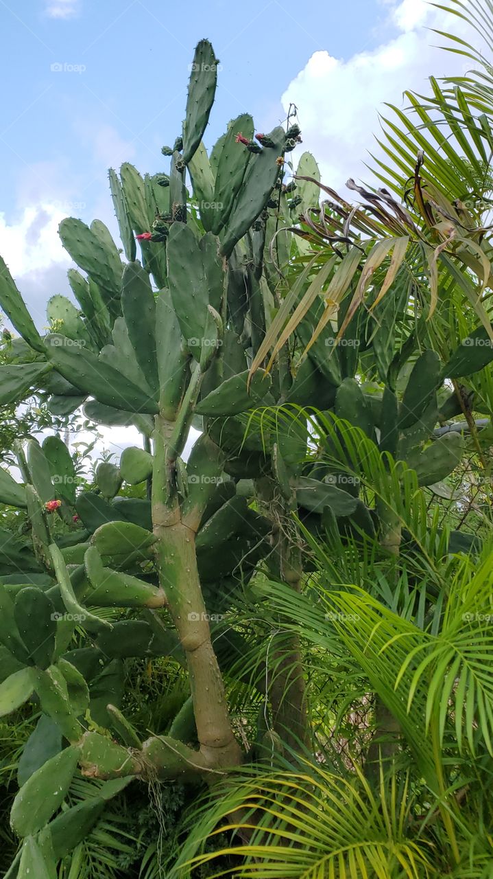 exotic cactus tree