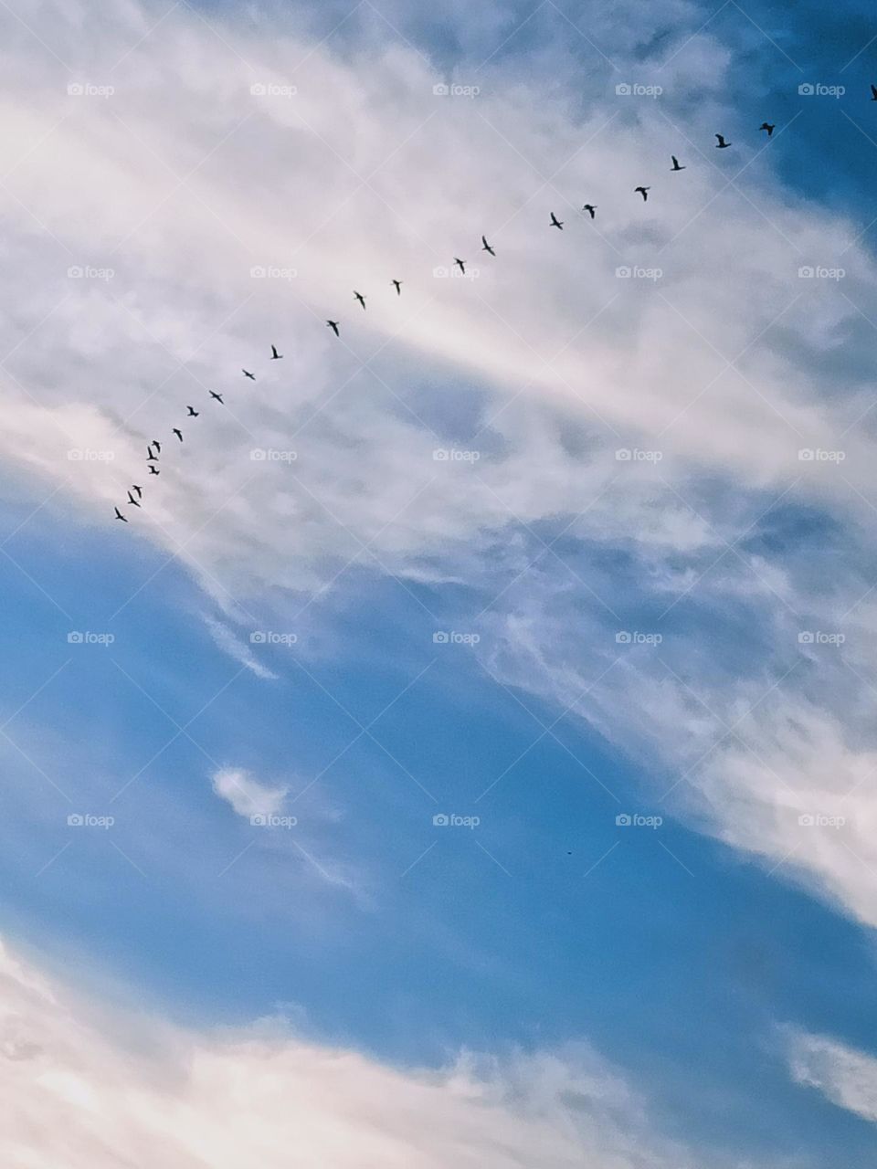 birds in a group flying back home
