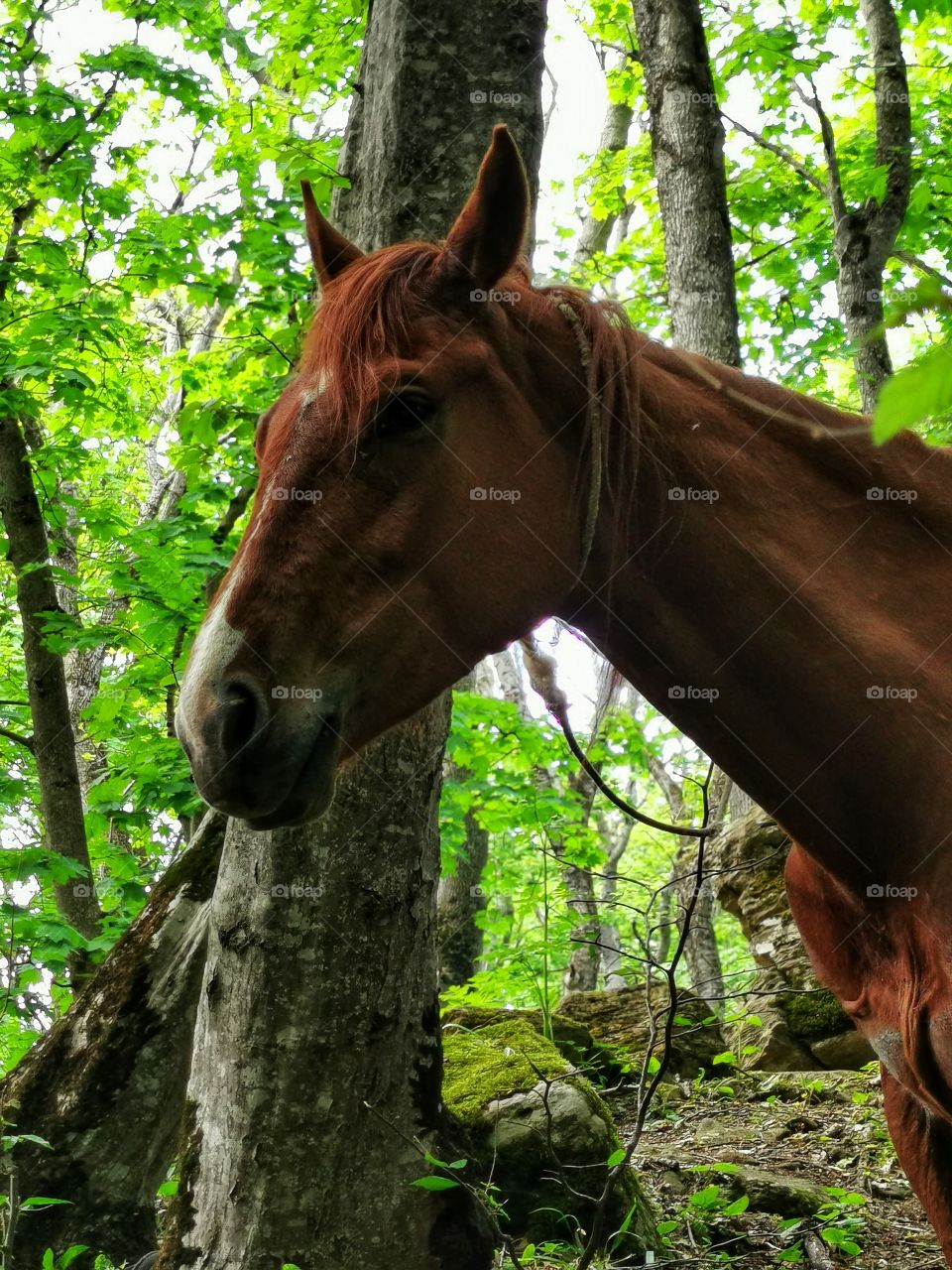 Green plant flower beauty nature greens outdoor horse wild portrait