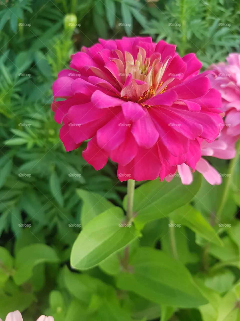 ENJOY-ZINNIA