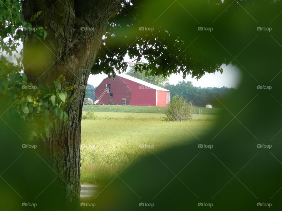 Red barn framed vignette style by tree limbs and leaves