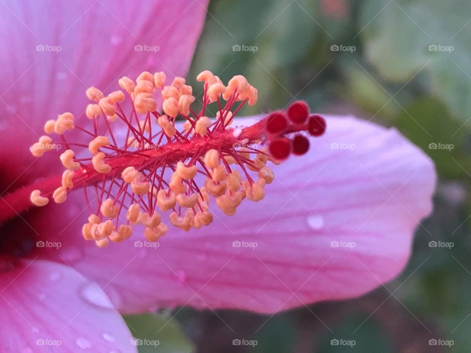 Beautiful purple flower