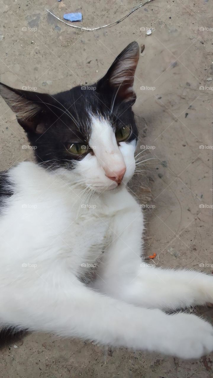 The neighbor's cat is always looking for attention when I open the door