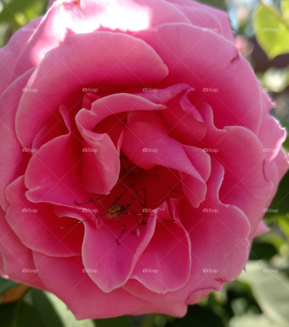 Rose cricket