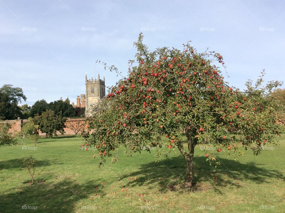 Apple tree with a church in background 