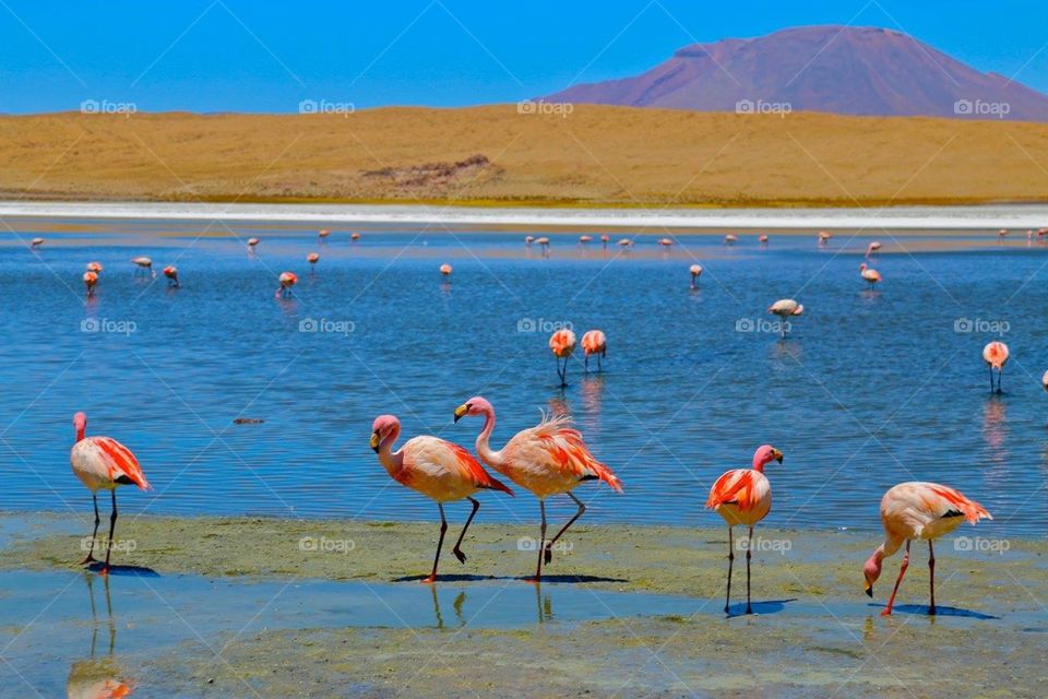 Lagoon filled with flamingos on the salt flats in Bolivia 