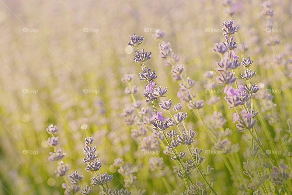 Morning lavender, background photo, pastel color.

￼

￼