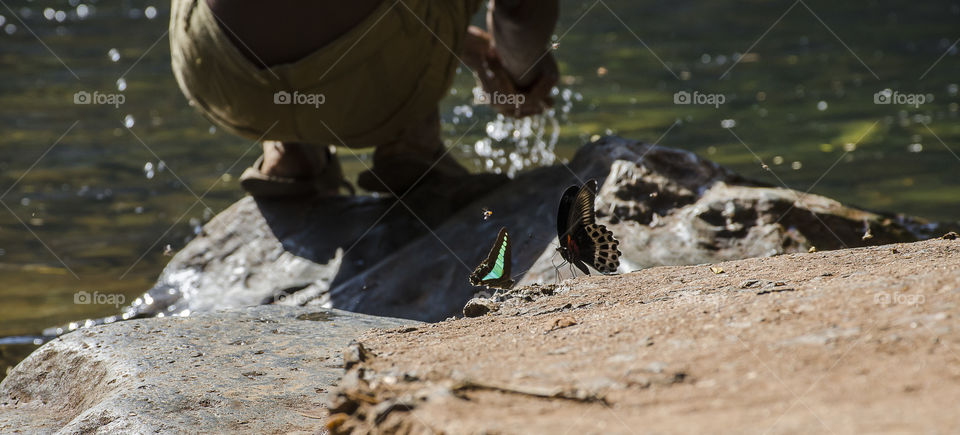 butterfly enjoying waterfall