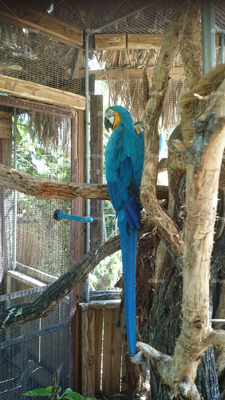 Bird paradise colorful parrot