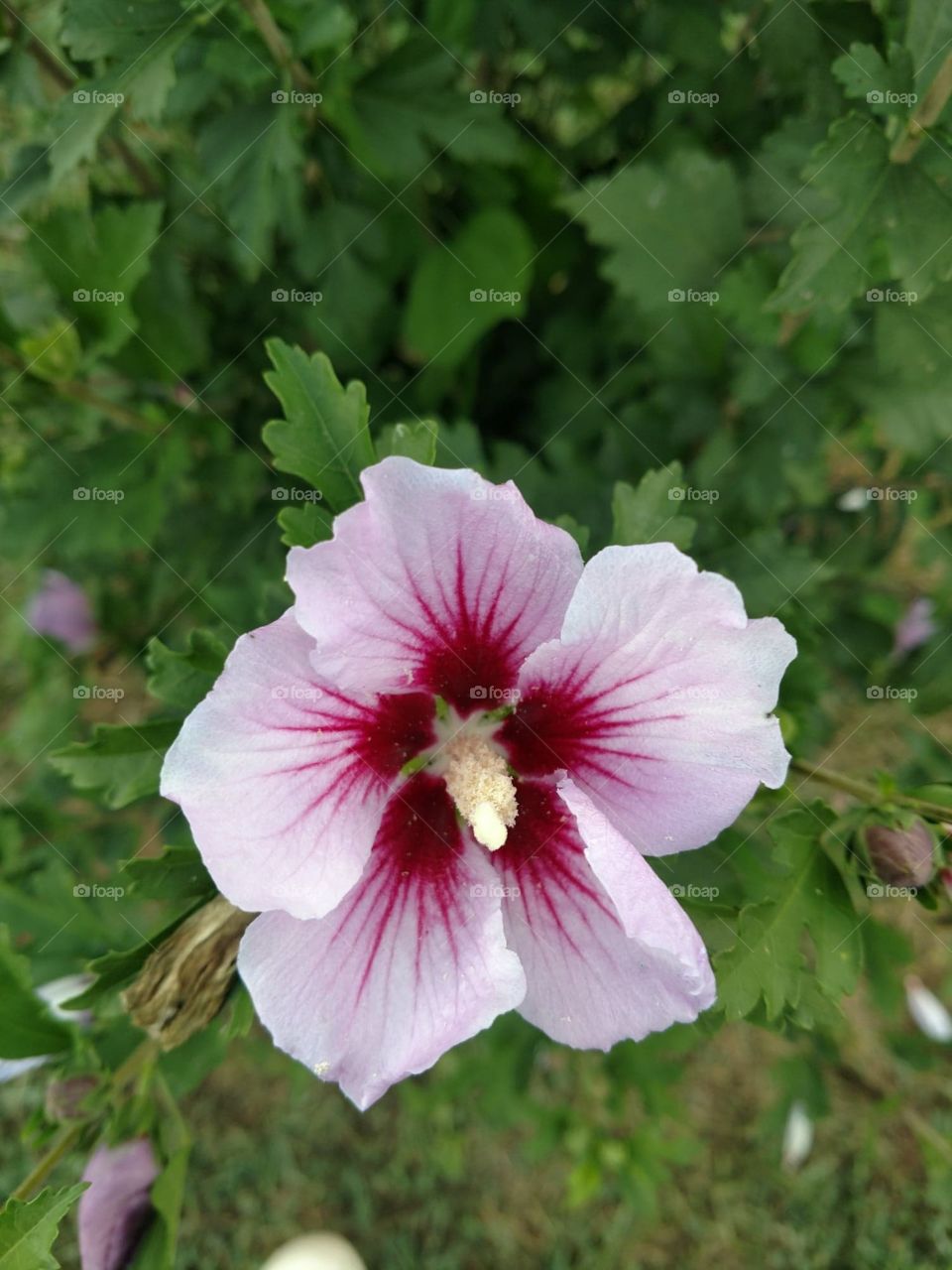 rose of sharon