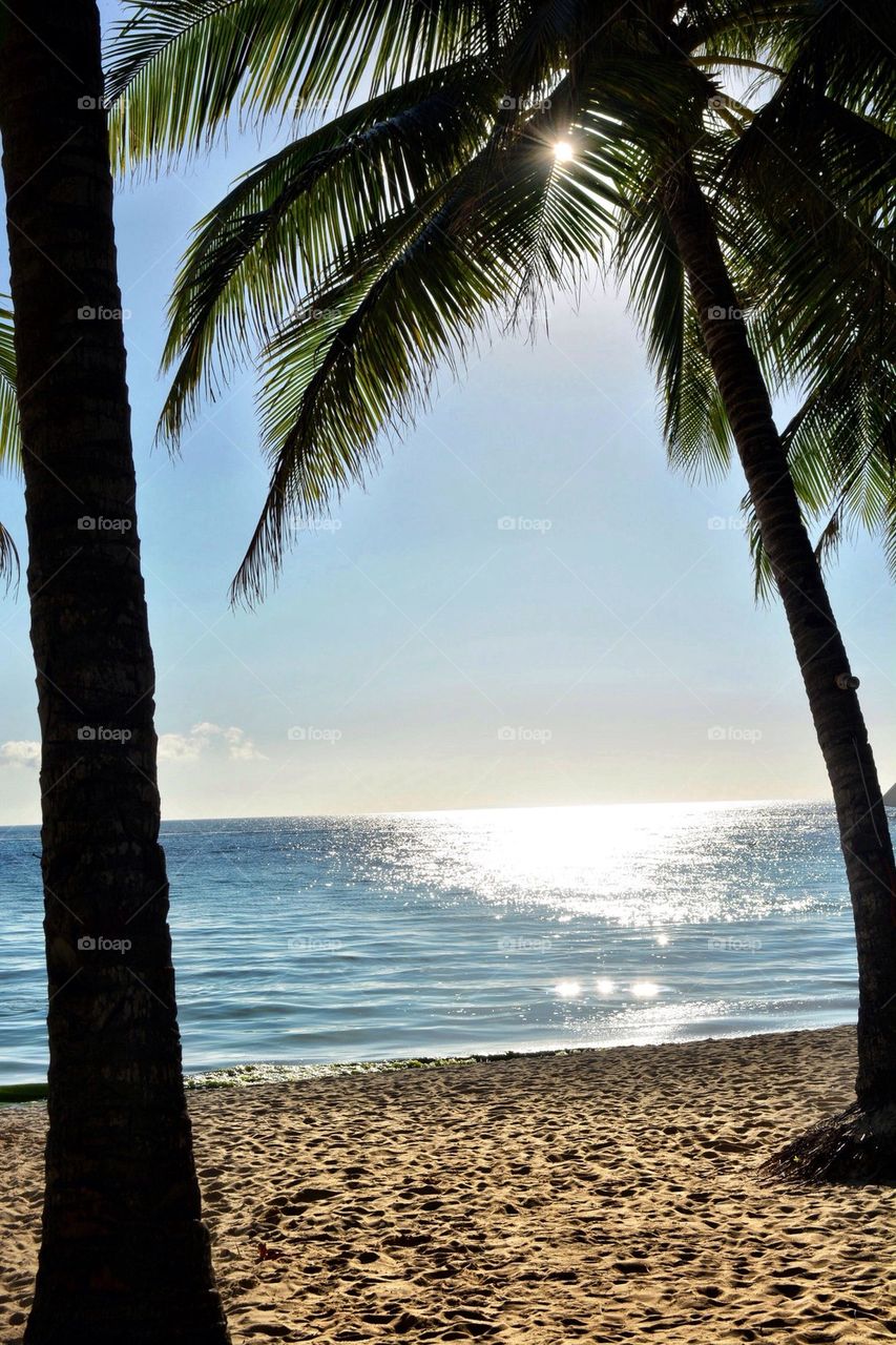 Palm trees in the Philippines